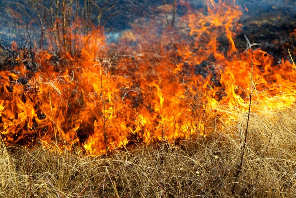 Fire Mitigation in the Willamette valley
